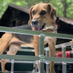 Rocket, American Leopard Hound