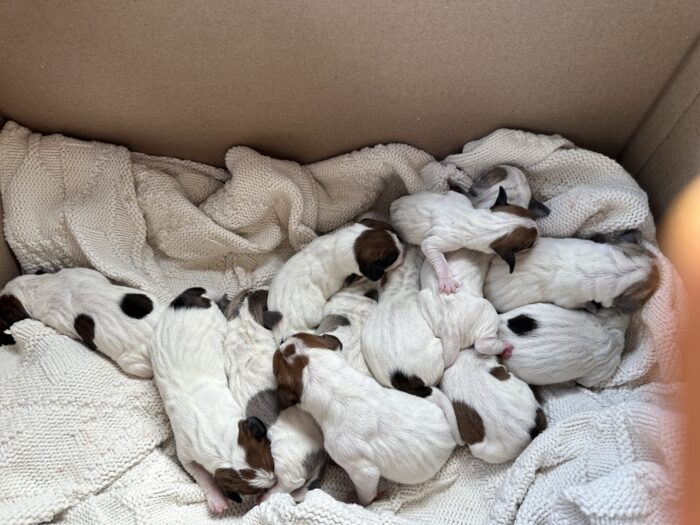 UKC & PKC ENGLISH PUPPIES